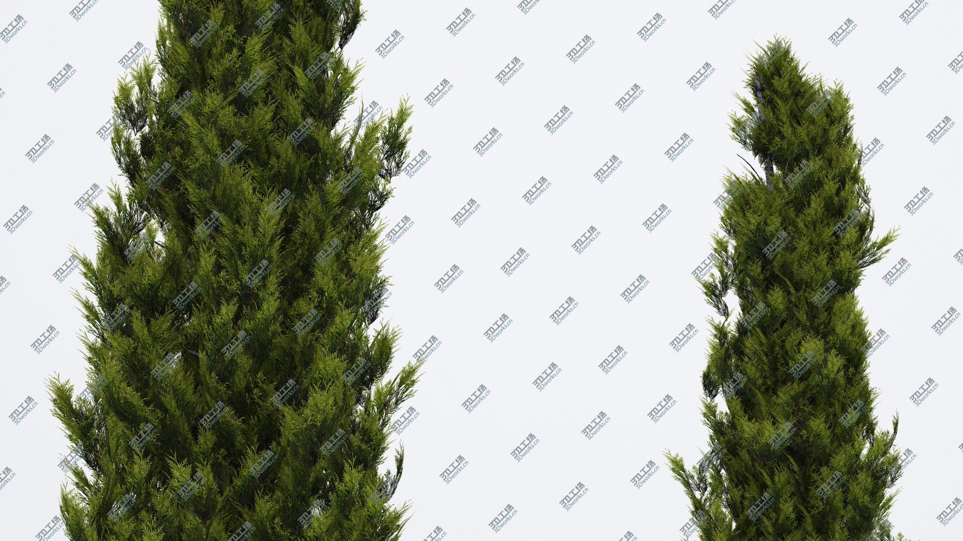 images/goods_img/202105074/Italian Cypress 2/4.jpg